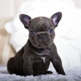 Sampson - Brindle and white male French Bulldog puppy in Orlando, Florida from Destiny Chihuahuas