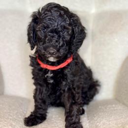 Charlie - Black male Goldendoodle puppy in Twin Falls, Idaho from Burrow & Bone
