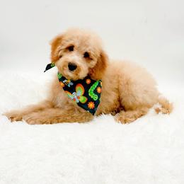 Danny - Apricot male Goldendoodle puppy in North Carolina from NC Doodle Puppies