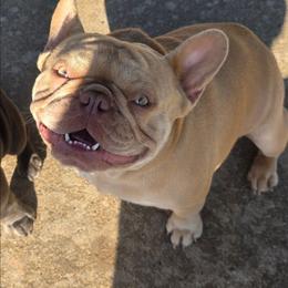 Titos - French Bulldog