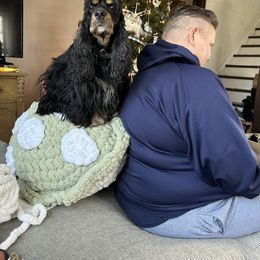 Cocker Spaniel Puppies from Cockers of Country Lane