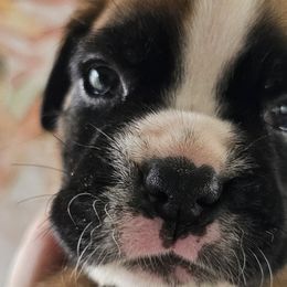 Blue - Boxer puppy from Seven Kingdom Boxers