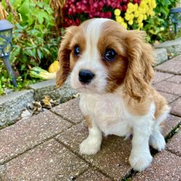 Cavalier King Charles Spaniel Puppies from Sunset Valley Cavaliers