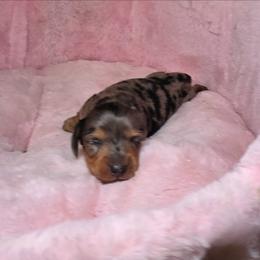 Moogster pending - Dapple male Dachshund puppy in Bristol, Tennessee from It's Mini Wieners Baby