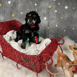 Red - Phantom male Poodle puppy in Ponce De Leon, Florida from Above the Standard Dogs