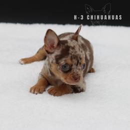 Wells - Merle male Chihuahua puppy in Tulsa, Oklahoma from H-3 Chihuahuas