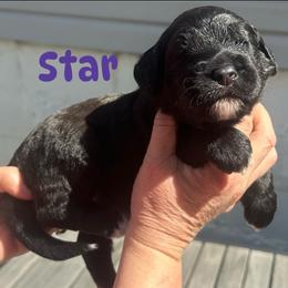 Star - Black female Goldendoodle puppy in Prosperity, Pennsylvania from Stelladoodles & Company