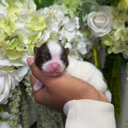 Little Debbie - Chocolate parti female Pomeranian puppy in Newport News, Virginia from Nel’s Pomeranians