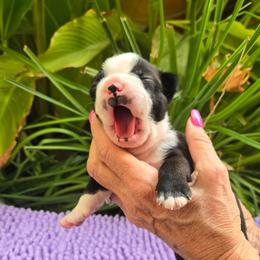 Black and white Boy - Black and white male Boston Terrier puppy in Fresno, California from 4 The Love of Boston & Dachshunds