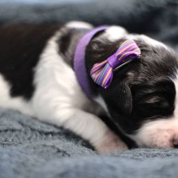 Goldendoodle Puppies from Moore Mini Goldendoodles to Love