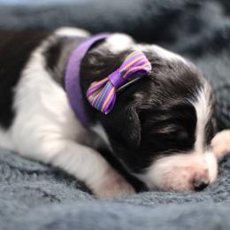 Goldendoodle Puppies from Moore Mini Goldendoodles to Love