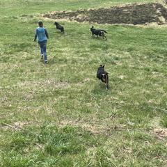 Entlebucher Mountain Dog Puppies from Ironclad