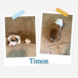 Timon - White and red male Pembroke Welsh Corgi puppy in Athens, Alabama from Southern Sass Corgis
