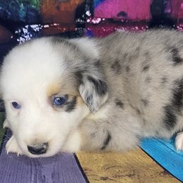 Girl 2 - Miniature Australian Shepherd puppy in Paris, Texas from Kuttin’ Up Mini Aussies