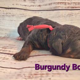 Burgundy - Tri-color male Bernedoodle puppy in Taft, Tennessee from McGraw's Fetching Pups