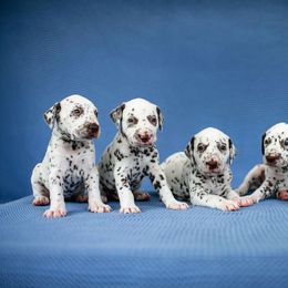 Dalmatian Puppies from CountrySide Dalmatians