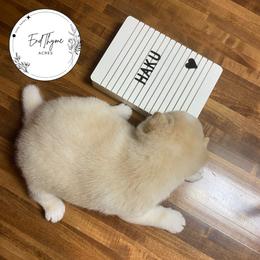 Haku - Cream male Shiba Inu puppy in Lakeland, Florida from EndThyme Acres