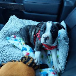 Boston Terrier Puppies from Day Root Enterprises Inc.