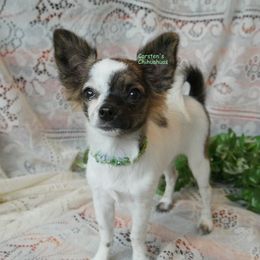 Gemma - Chihuahua