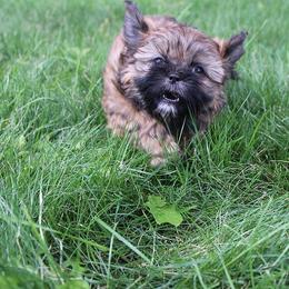 Boy 1 - Red male Shih Tzu puppy in Craig, Colorado from Rocky Mountain Shih Tzus and Dry Creek Miniature Dachshunds