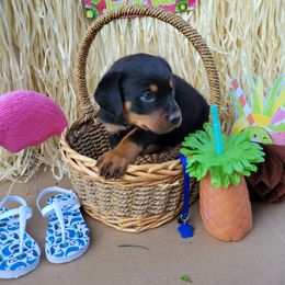 Rottweiler Puppies from C & J Rottweilers
