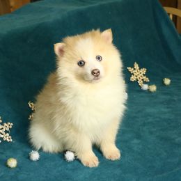 Double Blue eyes Fluffy Girl - Pomsky puppy from Arctic Kennels (Pomskies, Akitas & Shibas)
