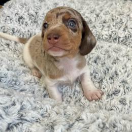 Rucker - Chocolate and cream male Dachshund puppy in Granbury, Texas from Bluebonnet Dachshunds, LLC