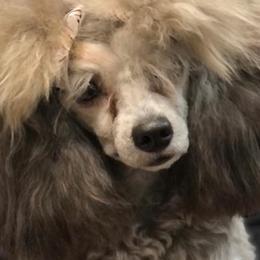 French Bulldogs and Poodles from Simonsez Frenchies
