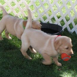 Labrador Retriever Puppies from Aldrich Mountain Labradors