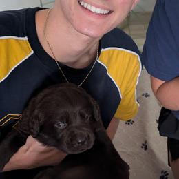 Jageur - Chocolate male Labrador Retriever puppy in Surprise, Arizona from Wizedogs Labradors