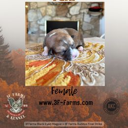 Fern - Sable female Pembroke Welsh Corgi puppy in Elberta, Utah from 3F Farms- Pembroke Welsh Corgis and Irish Wolfhounds