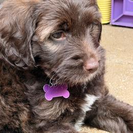 Purple Collar Girl - Chocolate female Australian Labradoodle puppy in Saint Louis, Missouri from Gateway Australian Labradoodles