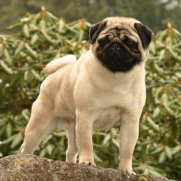 Pugs from WindWalker Pugs