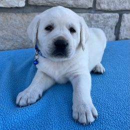 Boy (Blue Collar) - Yellow male Labrador Retriever puppy in Mansfield, Missouri from Leadhill Labs