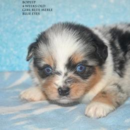 BoPeep - Blue merle female Miniature Australian Shepherd puppy in Patterson, North Carolina from DreamLine Aussies