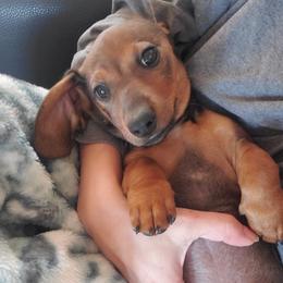 Dachshunds from Luna May's daschunds