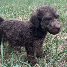 Bumblebee - Brindle male Poodle puppy in Overbrook, Kansas from Hidden Springs Poodles LLC