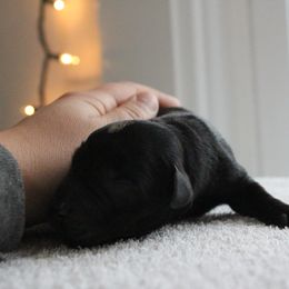 Golden Retriever and Labrador Retriever Puppies from Trenlock Kennels