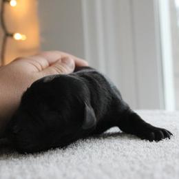 Golden Retriever and Labrador Retriever Puppies from Trenlock Kennels