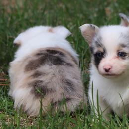 American Corgi, Cardigan Welsh Corgi, and Pembroke Welsh Corgi Puppies from Diamond Corgis