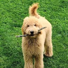 Ellie F1BB - Goldendoodle