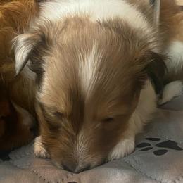 Betty (Female 2) - Sable and white female Shetland Sheepdog puppy in Chambersburg, Pennsylvania from Clark Kennel Shelties