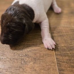 Sweetest 3 - Liver and white female German Shorthaired Pointer puppy in Troy, North Carolina from Uwharrie GSP