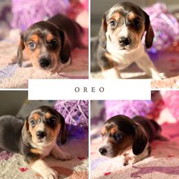 Oreo - Black and tan male Dachshund puppy in Saint Paul, Minnesota from Vibrant Eyes Doxies