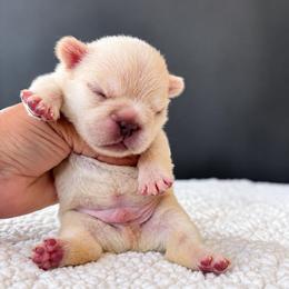 Nanook-Cool Name, Warm Heart - Cream male French Bulldog puppy in Porter, Texas from Whatabulldog
