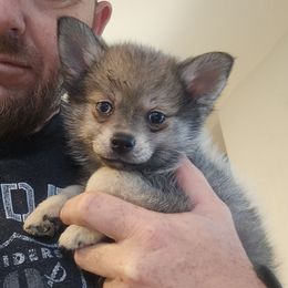 Foxy - Wolf sable female Pomsky puppy in Modesto, California from SelfiePoms
