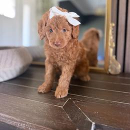 Harmony red collar - Red  female Goldendoodle puppy in Queen Creek, Arizona from Sunny Doodles