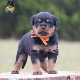 Girl 1 - Black and mahogany female Rottweiler puppy in Uniontown, Alabama from CedarBluff Rottweilers