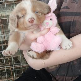 Ms.Gray Collar - Red merle female Australian Shepherd puppy in Selma, North Carolina from Eon's Aussies