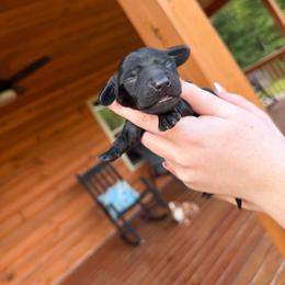 Black Boy - Black male Dachshund puppy in Rutherfordton, North Carolina from Ziva's Friends